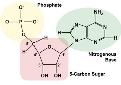 Effects of osmosis on water balance in animal and plant cells