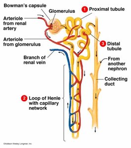 Diagram of the nephron in the vertebrate kidney