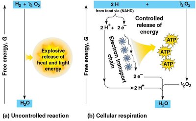 Electron transport chain overview