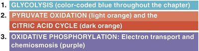 Color code for stages of cellular respiration