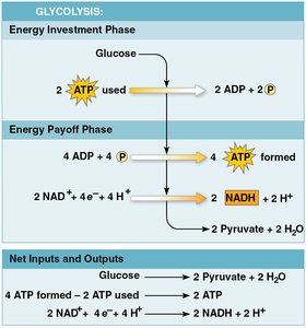 Inputs and outputs of glycolysis