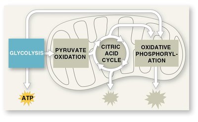 Mini-map of glycolysis