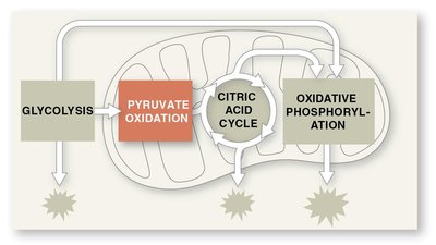 Mini-map of pyruvate oxidation