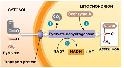 Oxidation of pyruvate to acetyl CoA