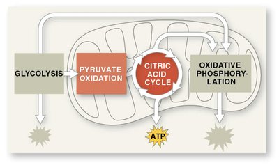 Mini-map of citric acid cycle