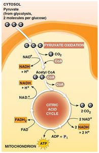 Overview of pyruvate oxidation and citric acid cycle