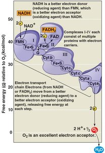 Electron transport chain in mitochondria