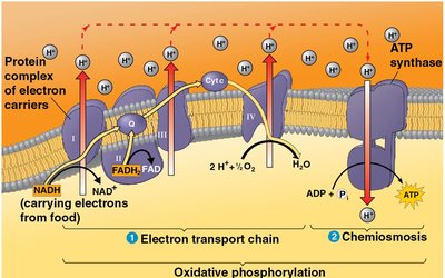 Chemiosmosis: H+ pumping
