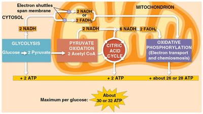 ATP yield per molecule of glucose