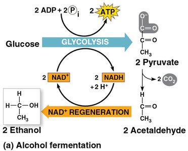 Alcohol fermentation pathway