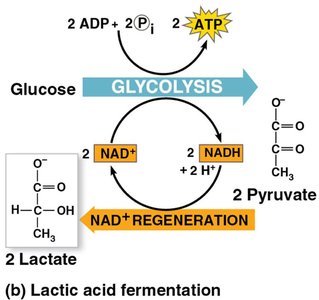 Lactic acid fermentation pathway