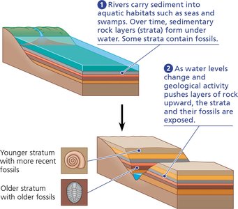 Diagram showing the formation of sedimentary strata and the deposition of fossils