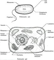 Diagram comparing prokaryotic and eukaryotic cells