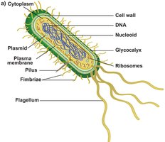 Labeled diagram of a prokaryotic cell
