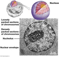 Structure of the nucleus