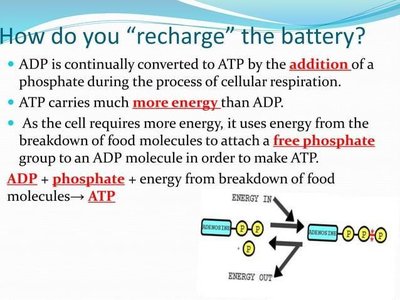 Diagram showing the recharging of ADP to ATP using energy and phosphate