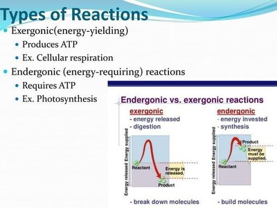 Graph comparing exergonic and endergonic reactions