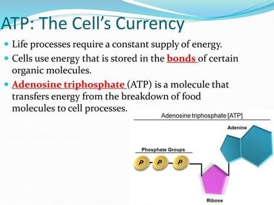 Diagram showing ATP as the cell's energy currency