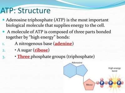 Structure of ATP showing adenine, ribose, and three phosphate groups