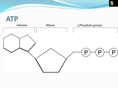 Diagram of ATP molecule with labeled adenine, ribose, and phosphate groups