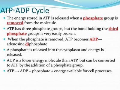 Explanation of the ATP-ADP cycle and phosphate removal