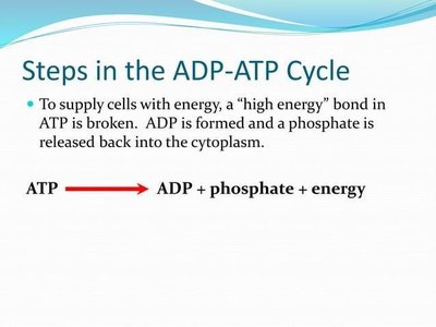 Stepwise breakdown of ATP to ADP and phosphate