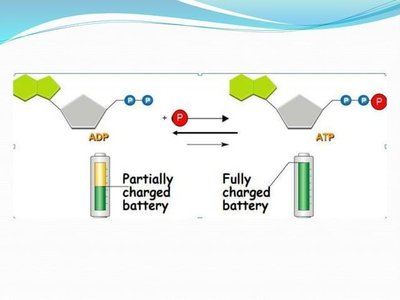 Diagram comparing ADP and ATP as partially and fully charged batteries