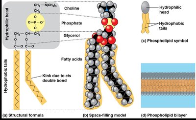 Phospholipid bilayer structure