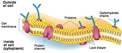 Cell membrane structure with proteins and carbohydrate chains