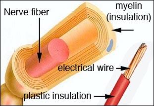 Myelin insulation compared to electrical wire insulation