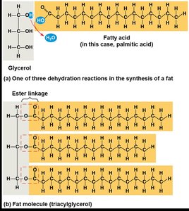 Synthesis of a fat molecule (triacylglycerol)