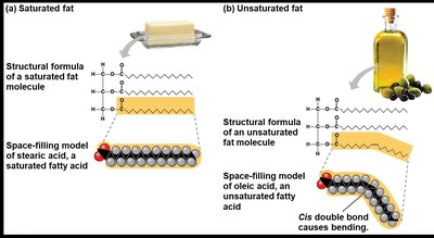 Comparison of saturated and unsaturated fats