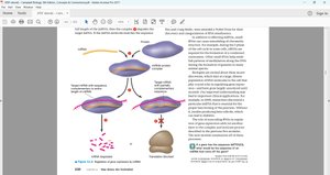 Noncoding RNAs in gene regulation