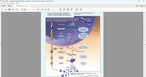 Eukaryotic gene expression review