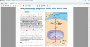 Signal transduction pathway