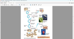 Gene cloning with plasmid