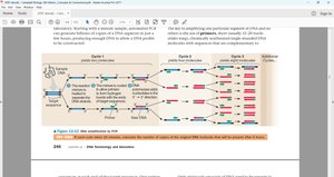 PCR process