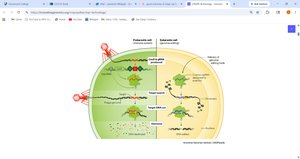 CRISPR-Cas9 prokaryotic immune system