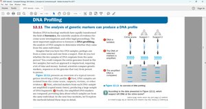DNA profiling process