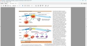 Lac operon off (no lactose)