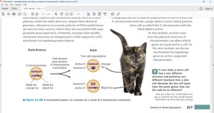 X chromosome inactivation in female cat