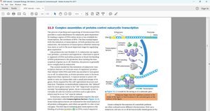 Eukaryotic transcription regulation