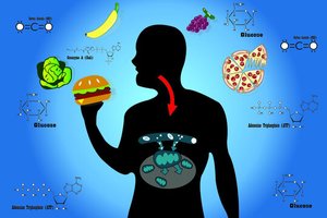 Diagram showing a human eating various foods, with glucose and ATP molecules, and mitochondria inside the body