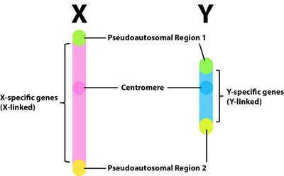 Diagram of X and Y chromosomes with pseudoautosomal regions