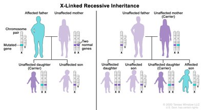 Punnett square for X-linked recessive inheritance