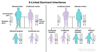 Punnett square for X-linked dominant inheritance