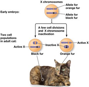 Tortoiseshell cat showing mosaicism due to X-inactivation