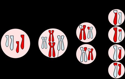 Chromosome with recombination frequencies between genes