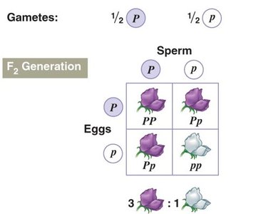 F2 Generation: Punnett square showing 3:1 ratio of purple to white flowers