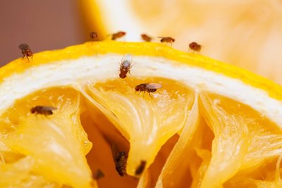 Fruit flies on fruit, model organism for genetics